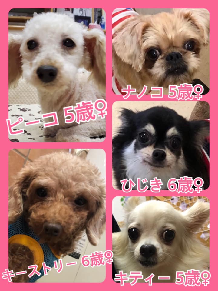 🐾今日の里親様募集中ワンコ🐶メンバーです🐾2020,8,10